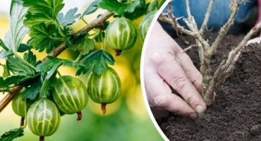 Jak zasadit a pěstovat angrešt? Doporučení krok za krokem